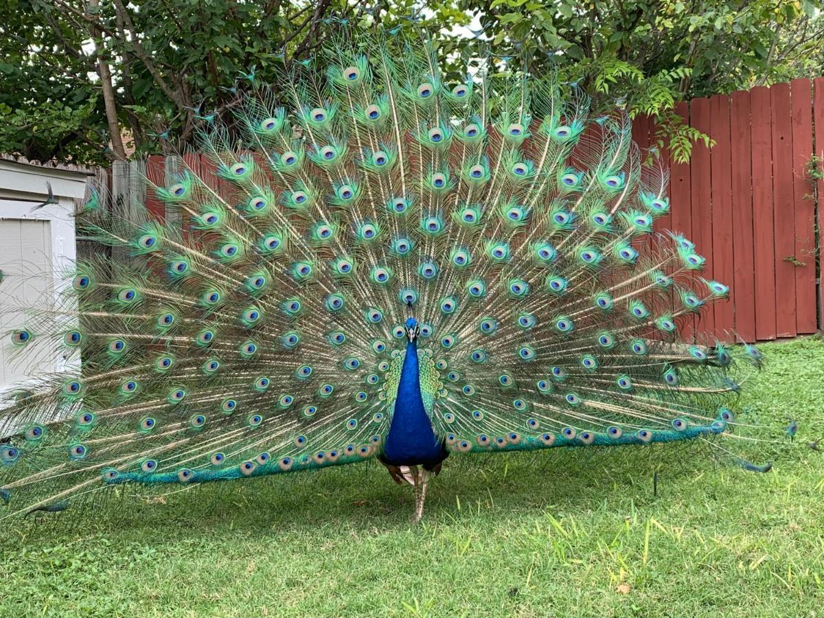 Hébergement de vacances The Peacock House San Antonio