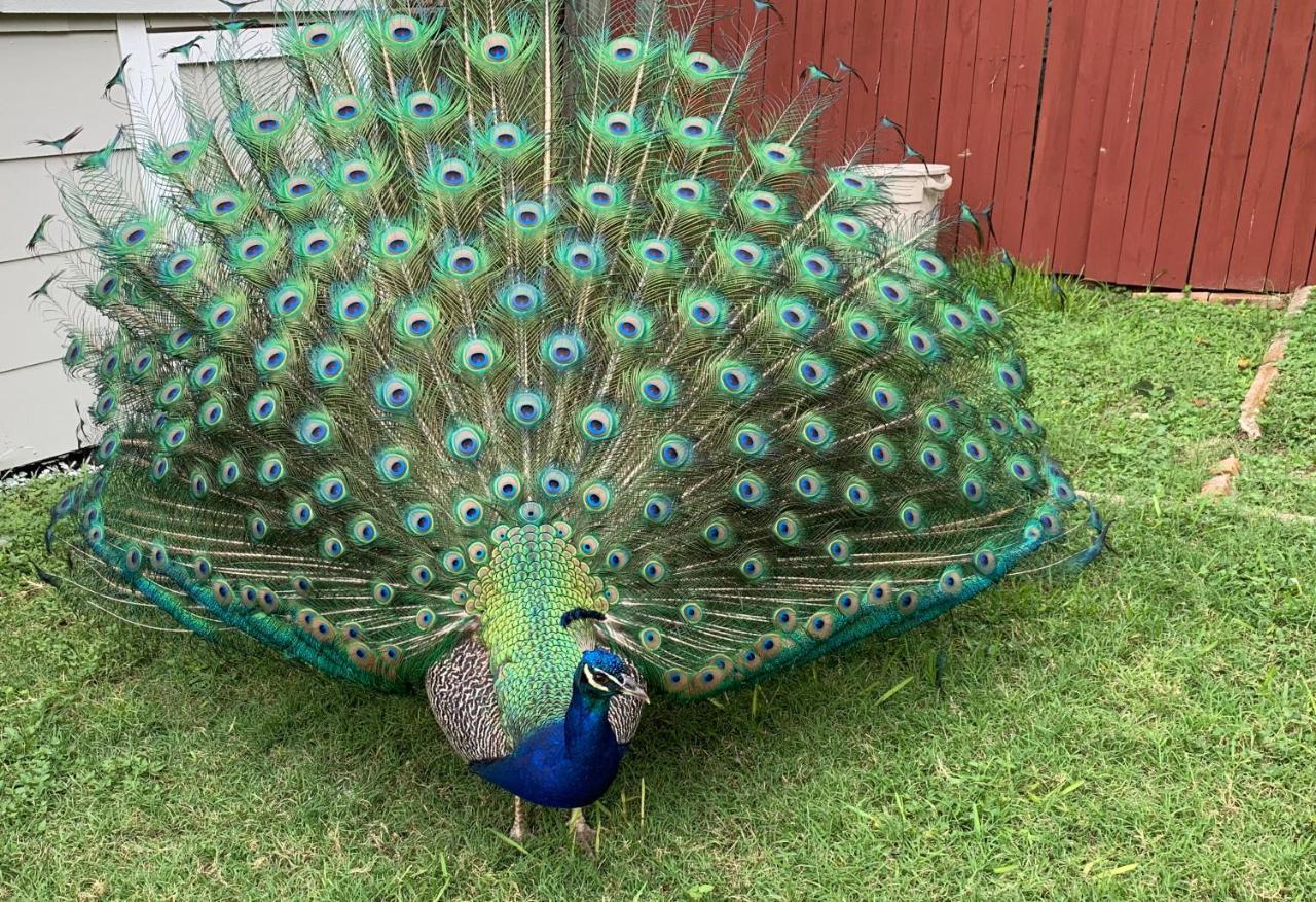 Hébergement de vacances The Peacock House